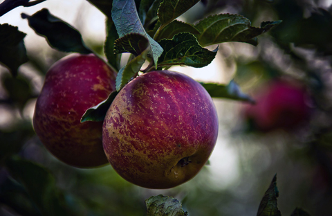 В Россию перестали завозить яблоки из Польши