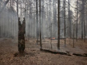 последствия лесного пожара