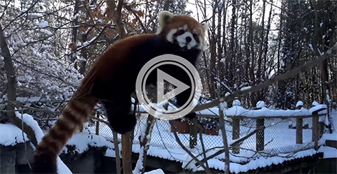 Красные панды радуются первому снегу