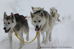 На маршрут рано утром вышли 16 упряжек