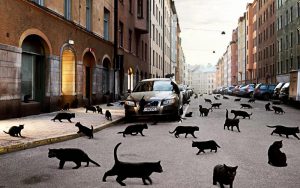 чёрные кошки, кот