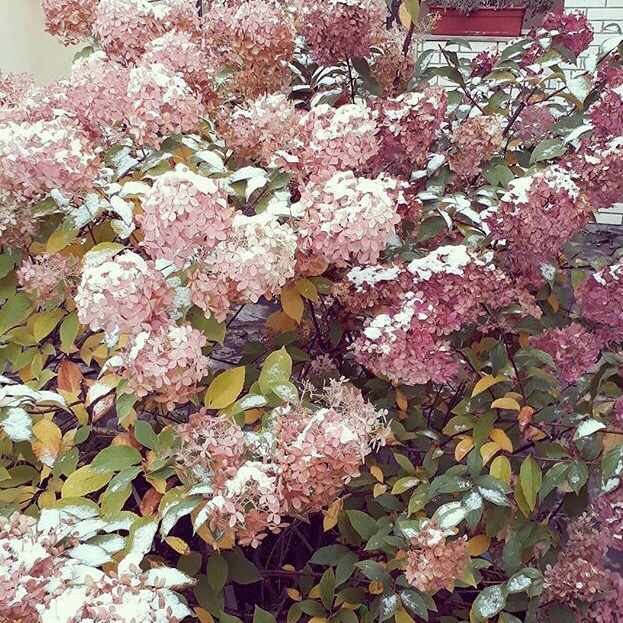 снег, цветы, Челябинск