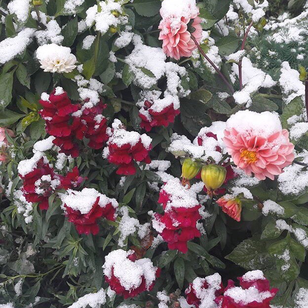 снег, цветы, Челябинск